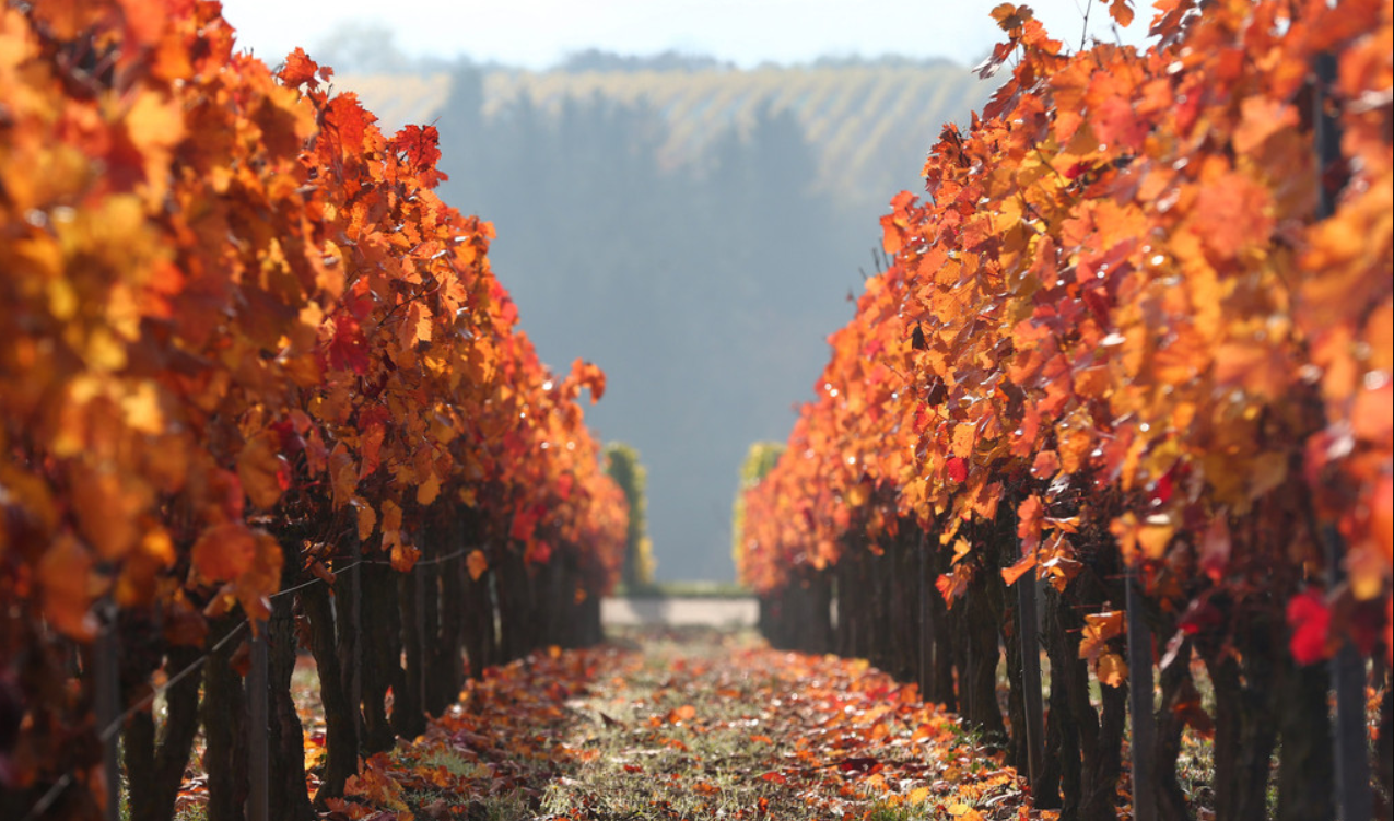 孙小荣：烟台红了！